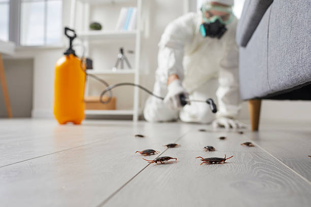 Commercial Kitchen Cockroach Control in Timpson